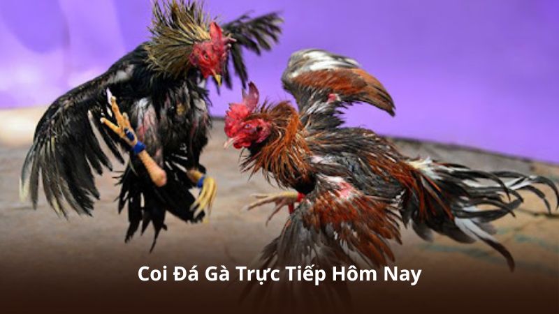 Coi Đá Gà Trực Tiếp Hôm Nay – Cập Nhật Trận Đấu Mới Nhất 24/7