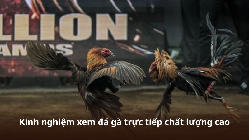 Kinh nghiệm xem đá gà trực tiếp chất lượng cao