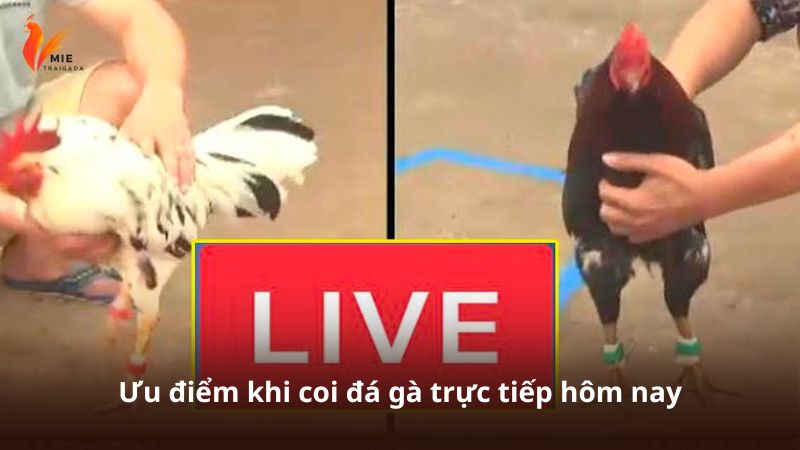Ưu điểm khi coi đá gà trực tiếp hôm nay